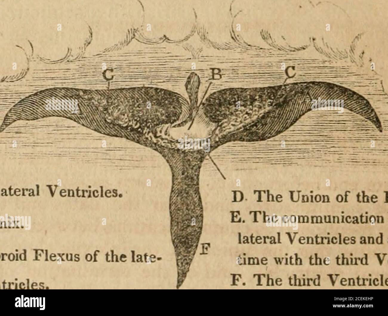 . The anatomy and physiology of the human body. Containing the anatomy of the bones, muscles, and joints; and the heart and arteries. ^M. A. A. The lateral Ventricles. B. The Fornix. C. The Choroid Flexus of the late- ral Ventricles. D The Union of the Plexus, E. The communication betwixt thelateral Ventricles and at the sametime with the third Ventricle. F. The third Ventricle. The third ventricle opens forward and upwards into the twolateral ventricles, and under the common communication itopens into the infundibulum. Backwards it is continued by acanal which passes under the tubercula quadr Stock Photo