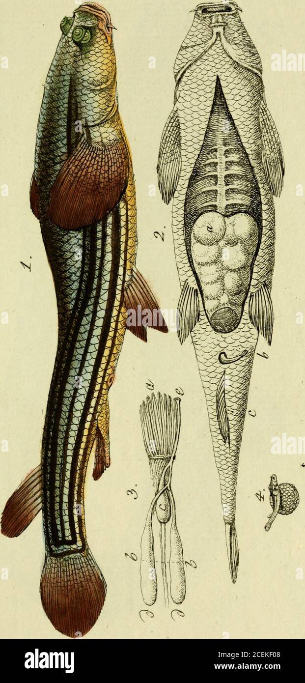 . M.E. Blochii ... Systema ichthyologiae iconibus CX illustratum. ^ N Stock Photo