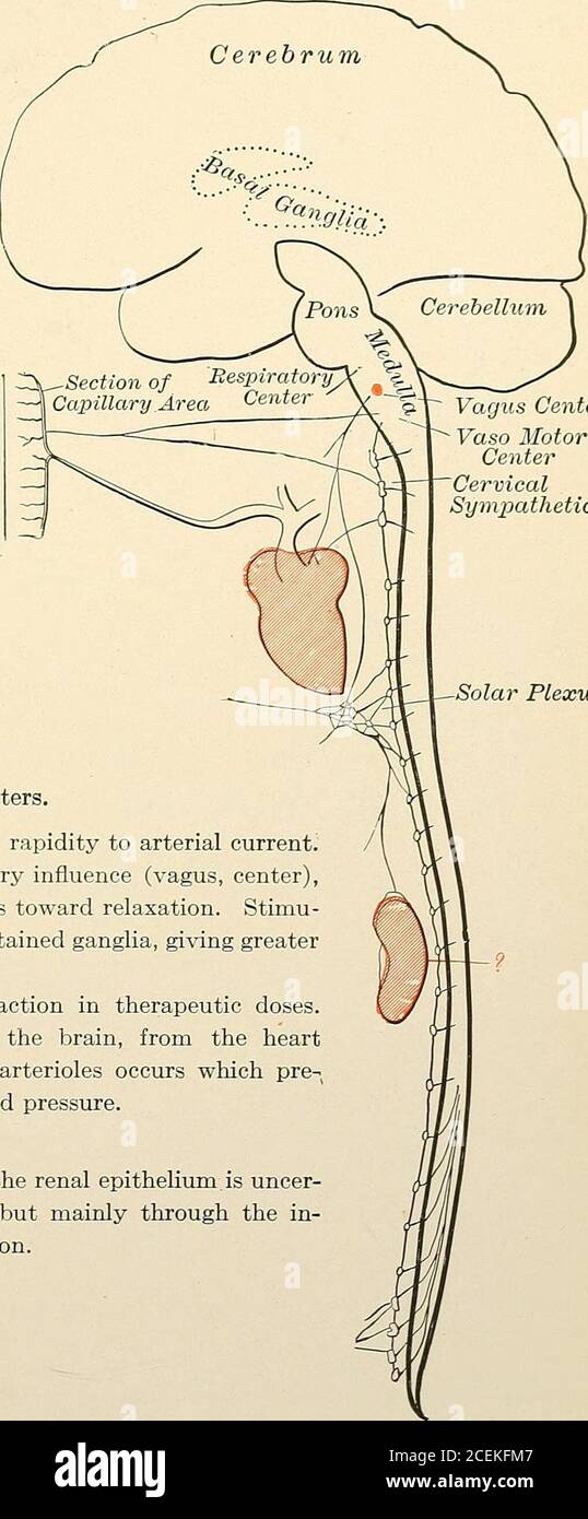 Solar Plexus Anatomy, Location & Function - Video & Lesson Transcript