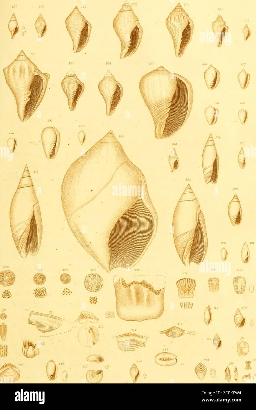 . Contributions to geology. which hecalls simplex, being the only one heretofore observed in ourFormations. 168 CONTRIBUTIONS FAMILY COLUMELLARIA. GENUS MITRA. Lamarck. M. lineata. Plate 5. Fig. 174. Description. Shell subfusifomi, long-idulinally and in-distinctly ribbed, furnished with a small transverse linebelow the suture; substance of the shell thin ; spire some-what elevated ; suture small; whorls , flattened ; mouth narrow; columella with four folds; outer lipsharp; within striate.Length .3, Breadth 3-20ths, of an inch. Observations. A single specimen only of this species,and that with Stock Photo