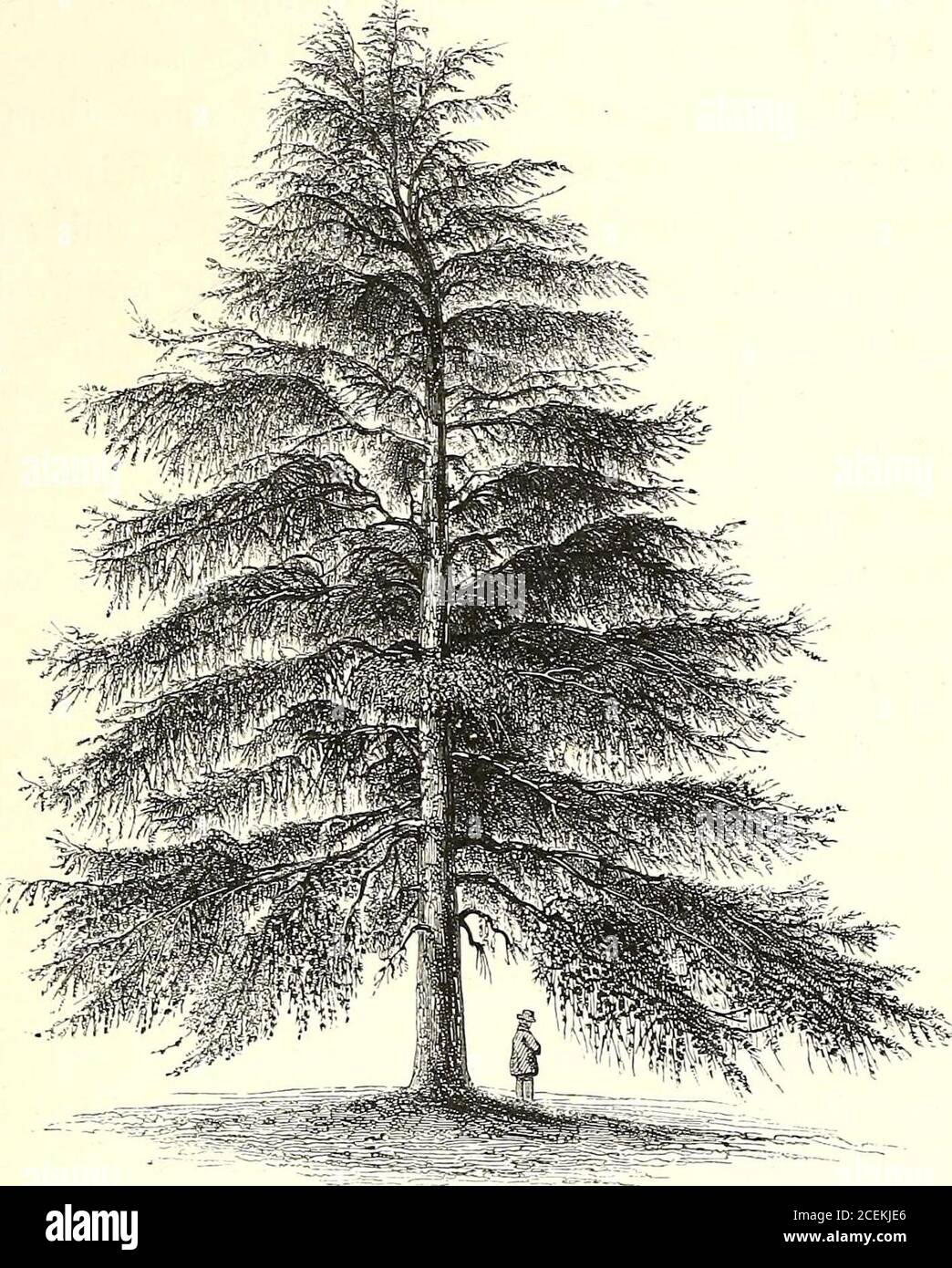 . A history of British forest-trees, indigenous and introduced. OLD SCOTCH FIR. THE COMMON LARCH. 483. Genus La?-iv, To urn. Linn. Syst. MonaciaMonodelphia. Larix Europcea. Dec an.THE COMMON LAECH. Larix Eurapoea,Pinus Larix, Decan. Flor. Fran. No. 2064.Loudons Arb. Brit. ch. cxiii. p. 2350Linn. Syl. pi. 1420.Hunters Evel. Sylv. p. 269.Ait. Hort. Kew. p. 369.Lamb. Pen. t. 48. 2 i 2 484 CONIFEB.E. The members of the genus Larix are distinguished fromthe rest of the Abietina by being deciduous, that is, theylose their leaves in the autumn of the same year inwhich they are produced, instead of re Stock Photo