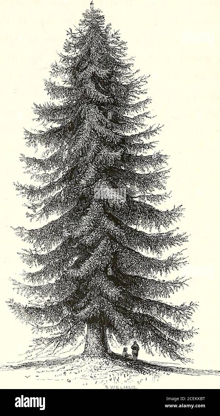 . A history of British forest-trees, indigenous and introduced. 454 CONIFERJK.. Genus A hies. D. Don. Abies excelsa. Decan. COMMON, or NORWAY SPRUCE FIR. Abies (wccha linus abics Decan. Flor. Fr. 3. Nov. du Hamel, vi. p. 289. Loudons Arb. Brit. ch. cxiii. p. 2293. Linn. sp. pi. 1421. Id. Flor. Suec. p. 875. Hunt, Evel. Sylv. p. 266. Ait. Hort. Kew. iii. p. 371. COMMON, OR NORWAY SPRUCE FIR. 455 As a species, the Common Spruce is distinguished byhaving the leaves scattered upon the branches, quadran-gular ; cones terminal, cylindrical, and pendant ; scalesnaked and flat, their summits truncate Stock Photo