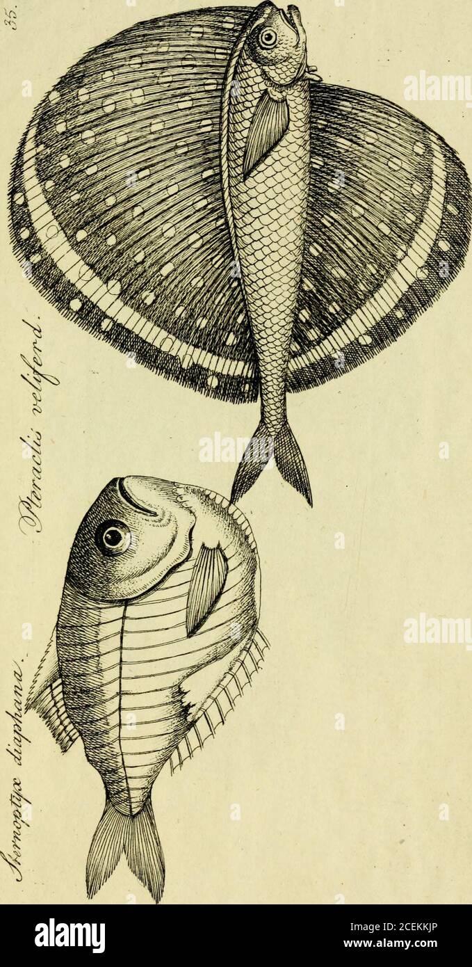 . M.E. Blochii ... Systema ichthyologiae iconibus CX illustratum. Stock Photo