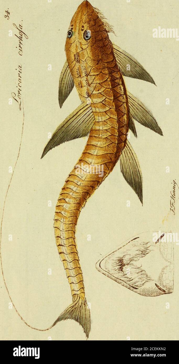. M.E. Blochii ... Systema ichthyologiae iconibus CX illustratum. 5r. Stock Photo