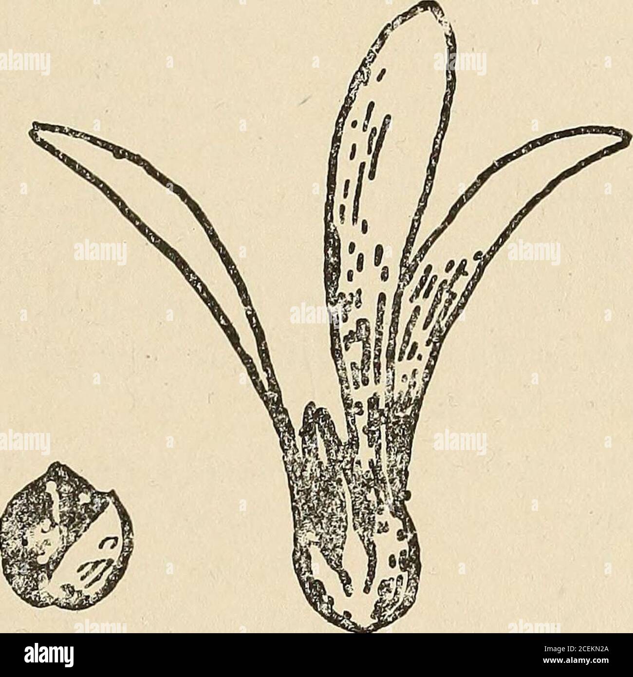 . Journal of the Straits Branch of the Royal Asiatic Society. inensis. Jour. Straits Branch GOEDONIA. 159 Outstanding features in the genus are:— the septifragal capsule of G. pubescens. i. the wingless seeds of G. pubescens. ii. the deep crimson colour of the flowers of G. speciosa. v. the union of the filaments into five groups in G. Lasianthusand in G. speciosa; Ilaemocharis vulcanica is said some-times to exhibit this. v. the reduction of the number of the carpels sometimes in G.axillaris and in G. Balansae: and also in G. obtusa. vi. the distinctness of the veins in the two American speci Stock Photo