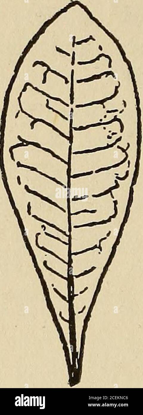 . Journal of the Straits Branch of the Royal Asiatic Society. Haemocharis subintegerrima, has leaves lanceolate ob-long to obovate oblong. As in the case of the above the mentionof obovateness suggests a place near to Gordonia concentri-cicatrix but its veins are obscured, and the marginal teeth nearly R. A. Soc, No. 76, 1917. 154 GORDONIA. obsolete. Kurz says that it hardly differs from II. aromatica,and is the same as Gordonia Maingayi, which appears dubious. Itwas obtained in Sumatra at Kobu-lahat in the Province of Palem-bang. Q. multinervis, King, in Journ. Asiatic Soc. Bengal, lix,1890, Stock Photo