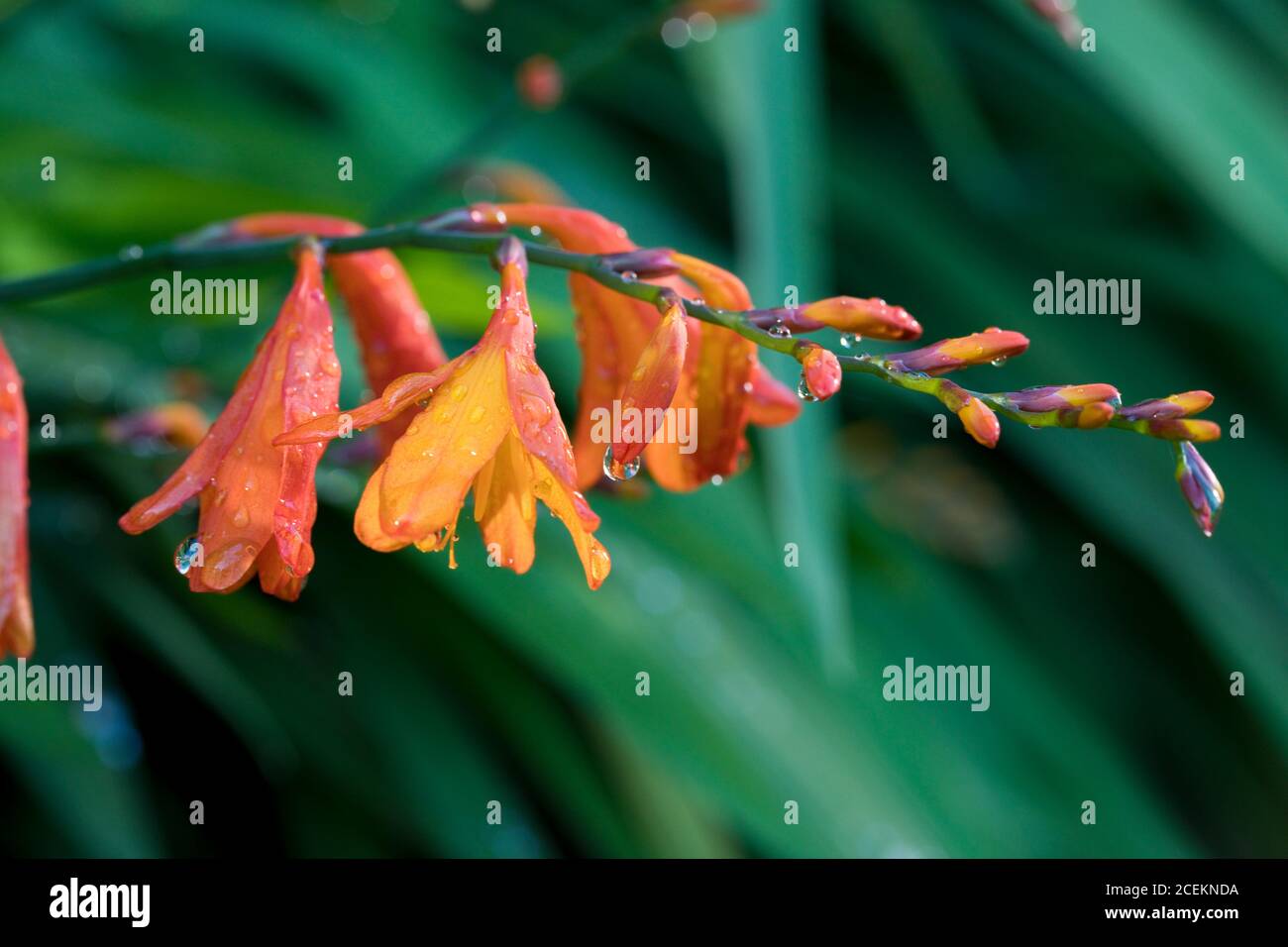 Crocosmia flowers and leaves with real water droplets in close up after