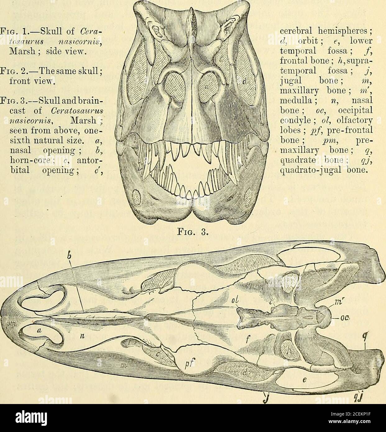 Geological Magazine Fig 2 Fig 1 Skull Of Ceratosauius Nasicornis Marsh Side View Fig 2 The Same Skull Front View Fig 3 Skull Andhrain Cast Of Ceratosaurwinasicorms Maish Seen From Above One Sixth Natural Size A Nasal Opening