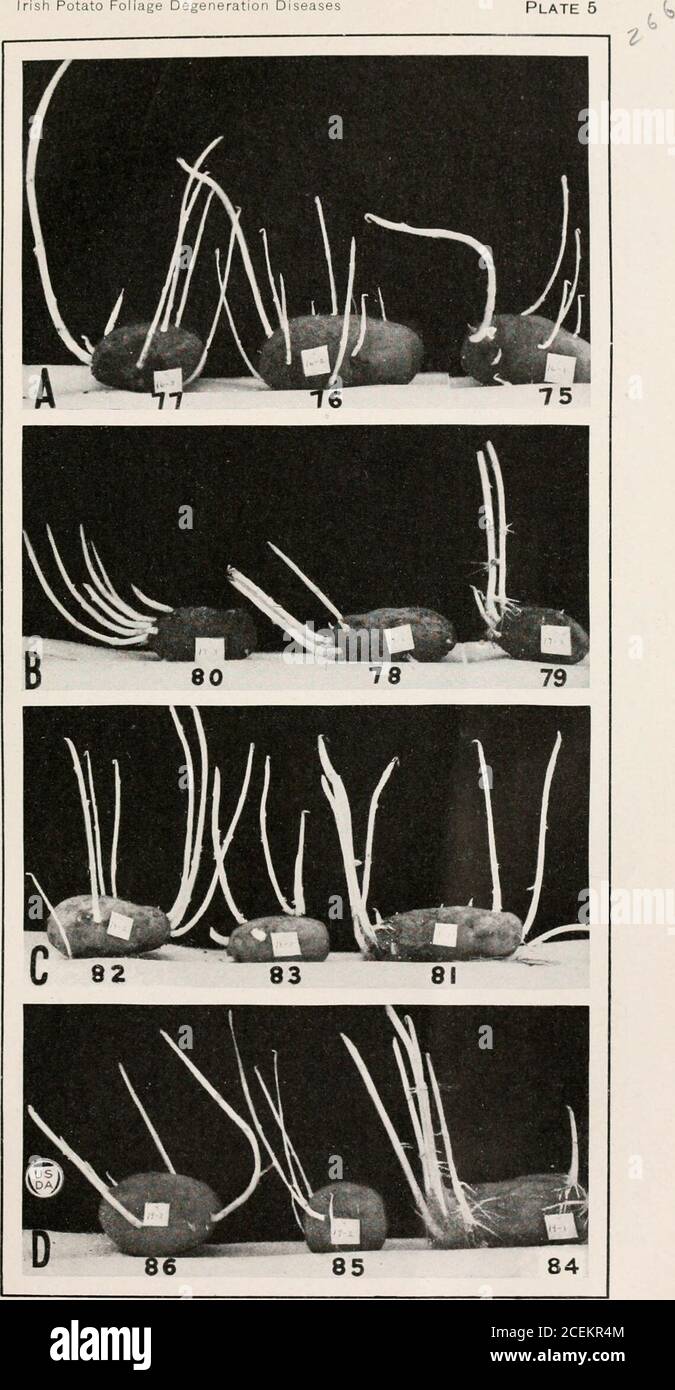 . Journal of Agricultural Research. stic leafroll. The seed tuber developed spindlingtprouts from several eyes. See plate 5, A. 54484—23 2 PLATE s Green Mountain tubers which sprouted in the storage cellar in the spring. A.—Tubers 75, 76, and 77 illustrate a condition, frequently observed, in which thereis one apparently normal sprout at the bud end, the remaining sprouts being more orless spindling. All hills from these tubers showed leafroU or combined leafroU andmosaic symptoms. B.—Tubers 78, 79, and 80 with normal sprouts clustered at the bud ends. Tuber 78produced mosaic plants while 79 a Stock Photo