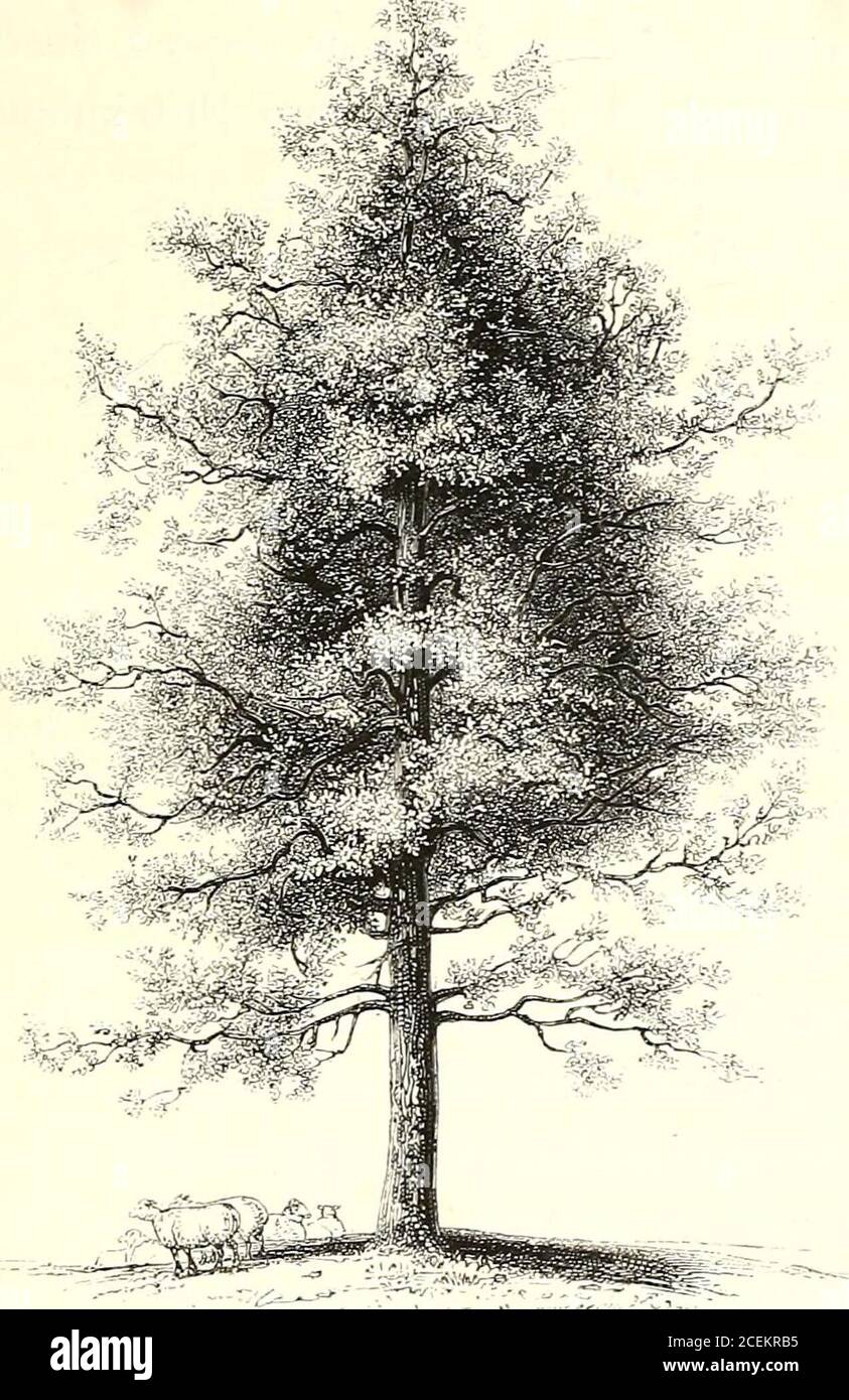 . A history of British forest-trees, indigenous and introduced. TURKEY, OR MOSSY-CUPPED OAK. 289. Quercus Cerris. Linn.TURKEY, or MOSSY-CUPPED OAK. Quercus Cerris, Linn. sp. pi. 1415. Willd. No. 75. Loudons Arb. Brit. p. in. ch. cv. p. 1846. The Turkey Oak is specifically distinguished by oblong,deeply-lobed, and sinuated leaves, with short petioles andhairy beneath, the lobes lanceolate, acute, and somewhatangular. The buds surrounded with long linear stipules u 290 CORYLACE.E. which spring from around their axils. The calyx or acorncup echinate, or armed with bristly scales. A century, it ap Stock Photo