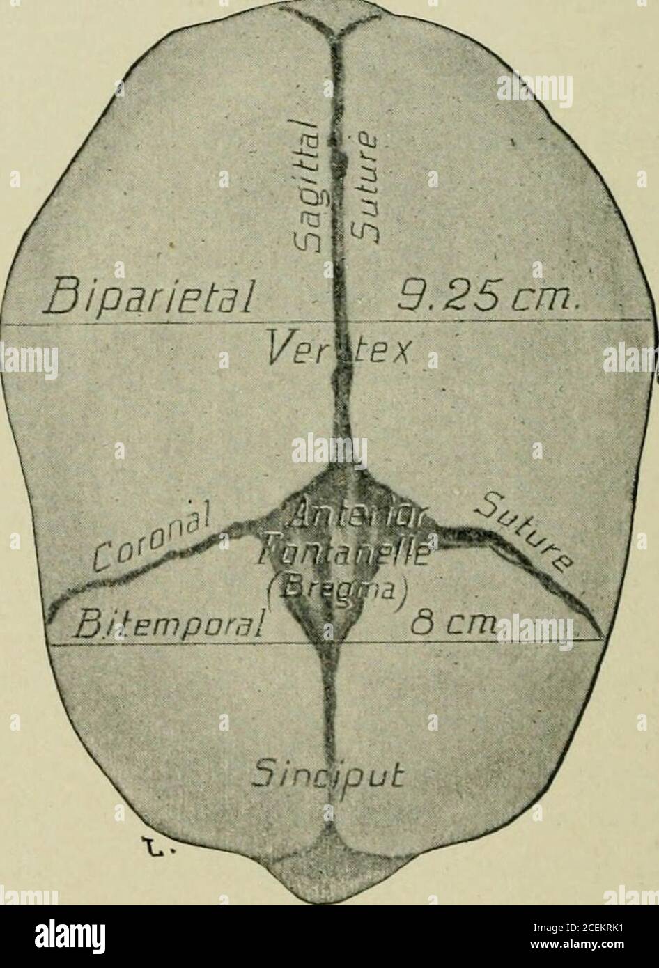 Sagittal Suture High Resolution Stock Photography And Images Alamy