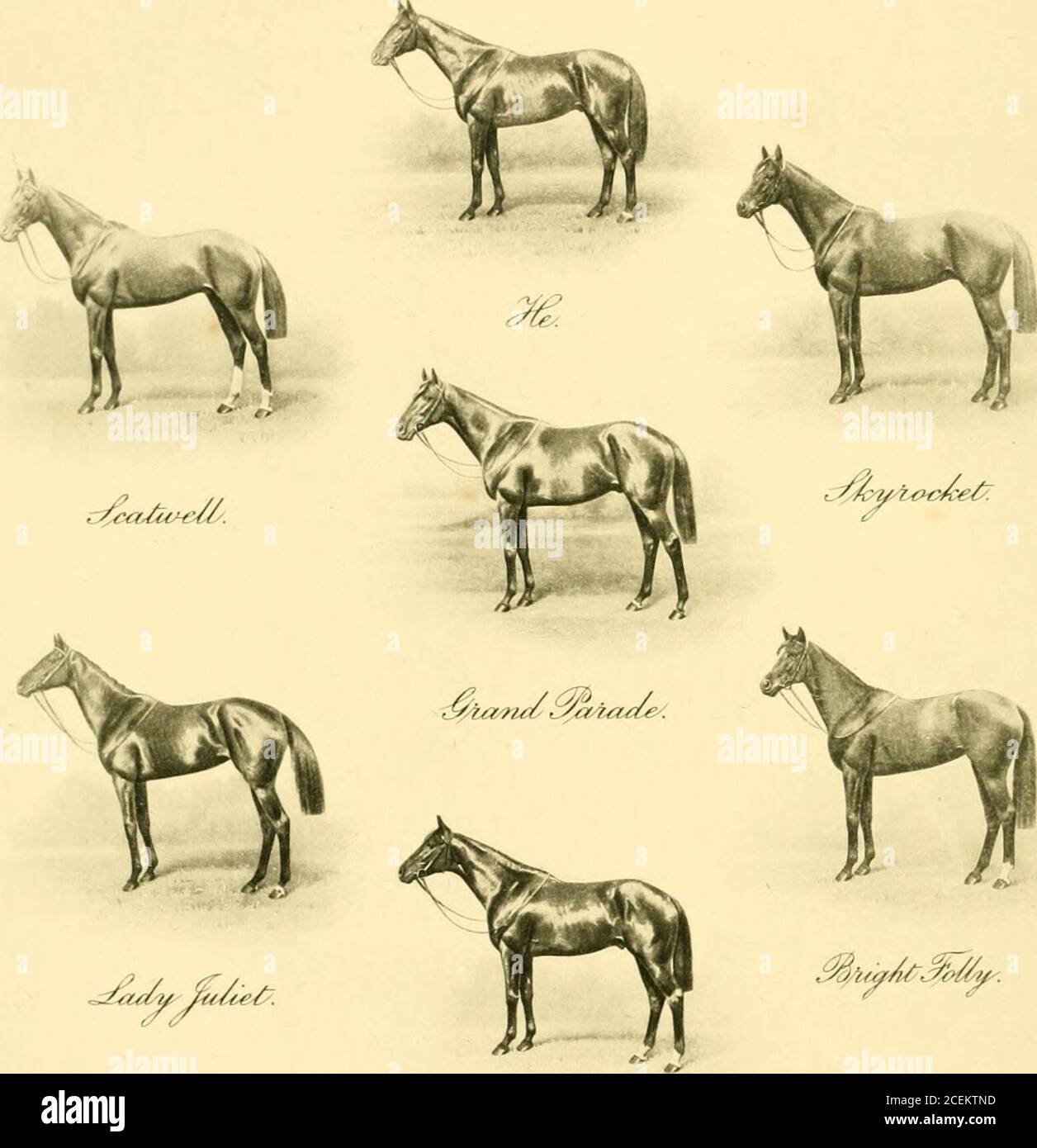 . A great year Lord Glanely's horses. Carslake - Mr. A. Bendons Most Beautiful, 8 st. 7 lb. - F. Lane Sir E. Cassels Indenture, 8 st. 7 lb. - - J. Ledson - Mr. W. Raphaels Lomelie, 8 st. 7 lb. - F. Slade Duke of Westminsters Princess Joan, 8 st. 7 lb. - - - - - - - F. Templeman - 100/30 agst. Sunny Moya, 7/2 Lomelie, 5/1 Mount Royal andBright Folly, io/l Woodrow, 100/8 Most Beautiful. Won bya length, 4 lengths between second and third ; Most Beautifulwould not go up to the tapes and was ignored and left at thepost. Half-an-hour later Lord Glanely carried off hisseventh race at the meeting, the Stock Photo