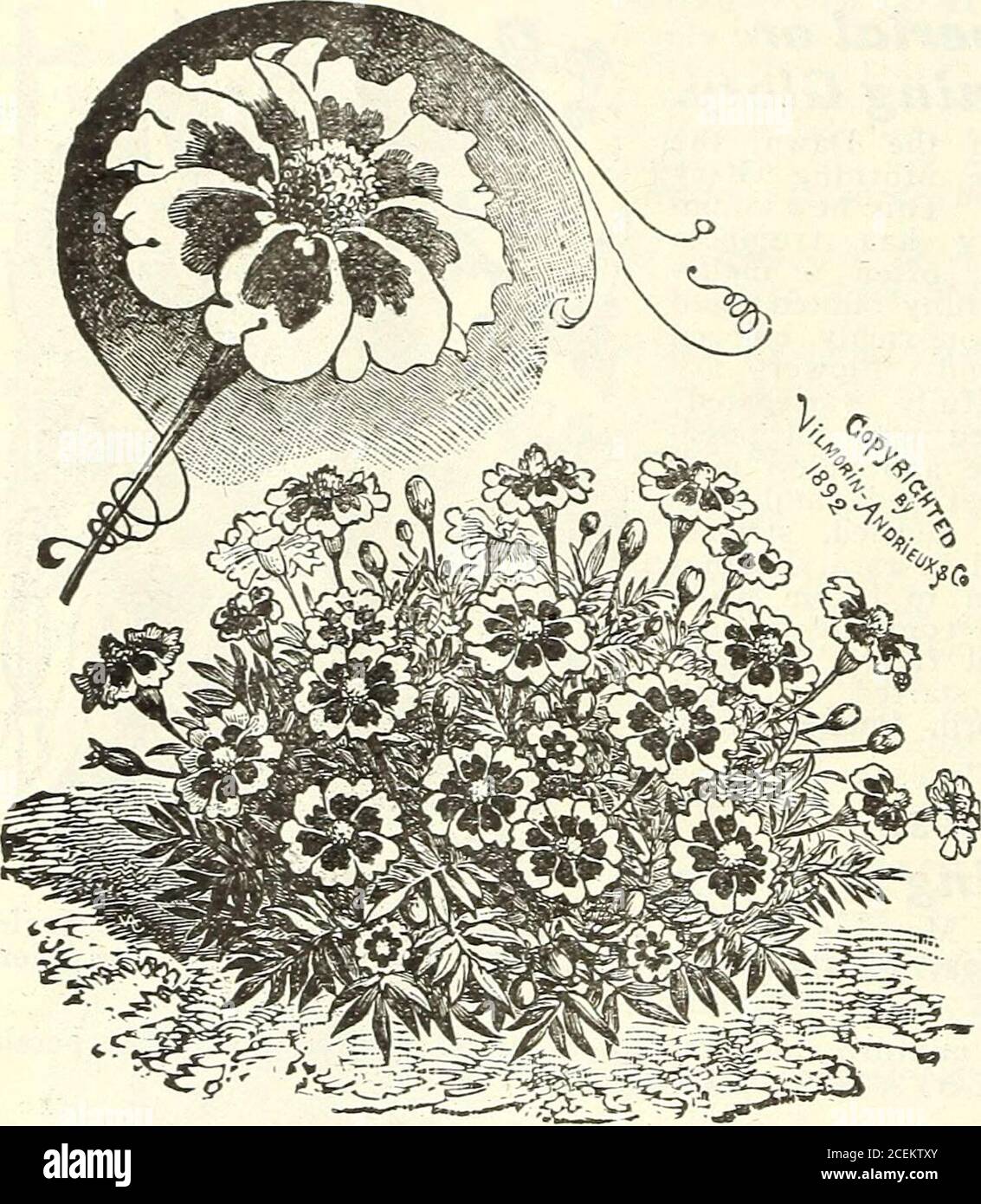 . Flowers & vegetables for 1920 springtime. Boltonia (1000 Flowered Aster)i. •?s MISS MARY E. MARTIN, FLORAL PARK, NEW YORK. New Marigoldt LEGION of honor. Named so because it so resembles batton of the Legionof Honor. Flowers bright and almost startling; brightgolden yellow, with a deep vel- vety crimson- &gt;^^ brown mark on each petal at base. .^^BL Blooms all sum. mar. Packet, 5c. Stock Photo