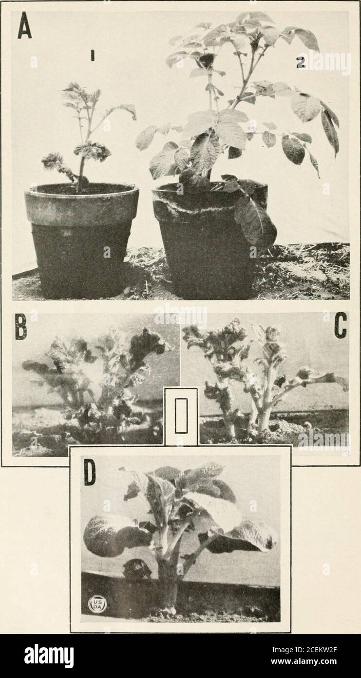 Journal of Agricultural Research. Journal of Agricultural Research  Washington, D. C. Irish Potato Foliage Degeneration Diseases Plate 2.  Journal of Agricultural Research Washington, D. C. ^ 3 PLATE a A.—Plants of