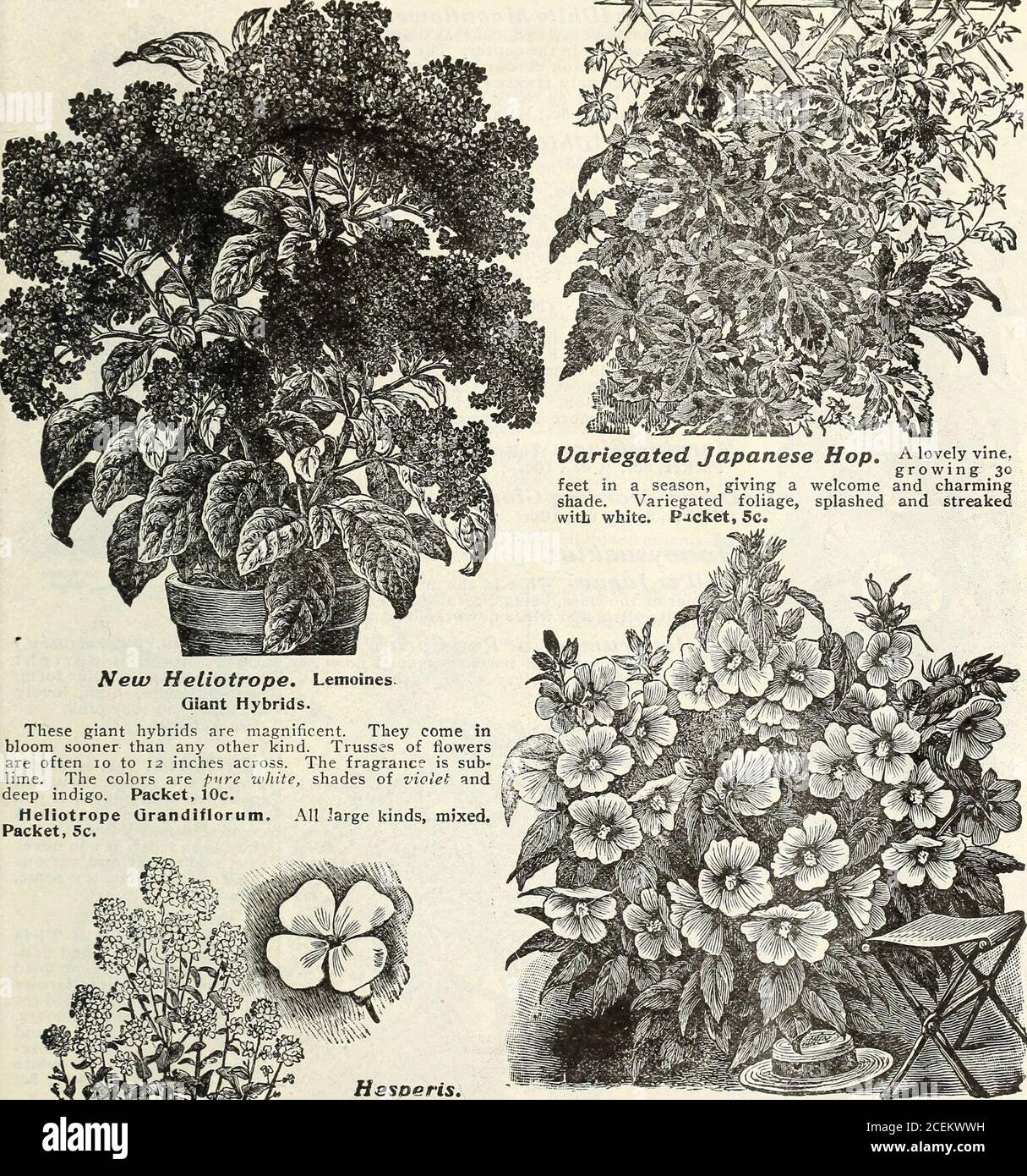 . Flowers & vegetables for 1920 springtime. Strons plants, ?0c. each; 3 for 50c. PLANTS OP HARDY OAILLARDIAS„ ISc, 3 for 30e QAILLARDI LORENZIANA. A new double Gaillardia. This flower is most popular andfashionable. Long stems; good for vases, bouquets,or to wear singly for corsage or button-hole.Blooms continually all summer. Scarlets, yellows,claret, zoned, and beautifully bordered. A gem. Packet, (20 colors), 5c. GAILLARDIA PICTA, mixed. Very showy, largeflowers; like a peacock feather. In bloom allsummer. Packet (20 colors), 5c. MISS MARY E. MARTIN, FLORAL PARK. NEW YORK 23. Stock Photo