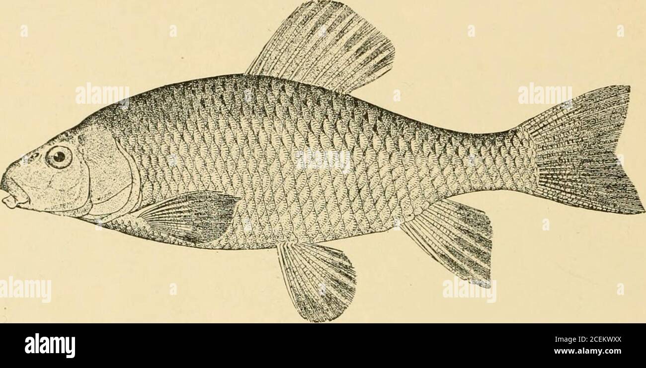 . Goldfish breeds and other aquarium fishes, their care and propagation : a guide to freshwater and marine aquaria, their fauna, flora and management. With 280 explanatory illustrations, printed with the text. FIG. 48—Barred Killirish, Fundulus diaphanus THE BRILLIANT CHUBSUCKER OR MULLET This fish is known as the Chubsucker, Erimyzon sucetta, Fig. 49, andmay be recognized by its clear green back, lemon-yellow sides, and white. FIG. 49—Chub-sucker or Mullet, Erimyzon sucetta abdomen. It is quite generally distributed in flowing water in most otthe river systems of the Eastern, Middle and South Stock Photo