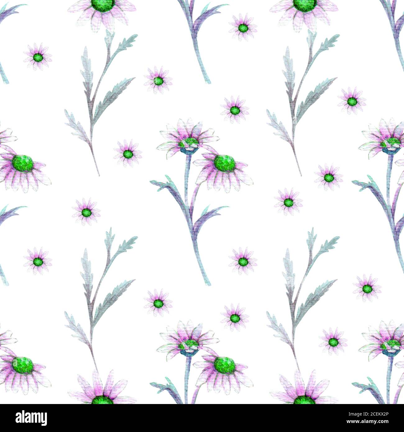 Seamless pattern with flowers and Thistle leaves on a white background ...