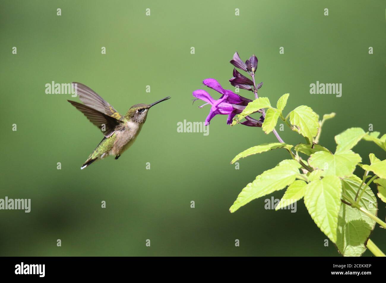 Ruby Throated Hummingbird Archilochus colubris visiting purple Salvia flowers in summer to feed on nectar Stock Photo