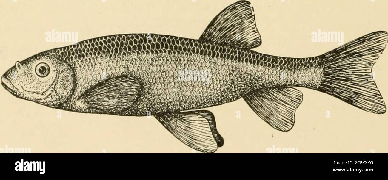 . Goldfish breeds and other aquarium fishes, their care and propagation : a guide to freshwater and marine aquaria, their fauna, flora and management. With 280 explanatory illustrations, printed with the text. , Semotilus atromaculatus The Horned-dace or Creek-chub, Semotilus atromaculatus, Fig. 40, isabundant chiefly in small brooks. It is more lively in the aquarium thanthe Corporal. The chub prefers a vegetable diet, and should be fed on boiled cereals,and occasionally a little of the boiled yolk of an egg. THE GOLDEN ORFE OR IDE This fish, Fig. 41, is one of the Carp family, the Cyprinidte Stock Photo