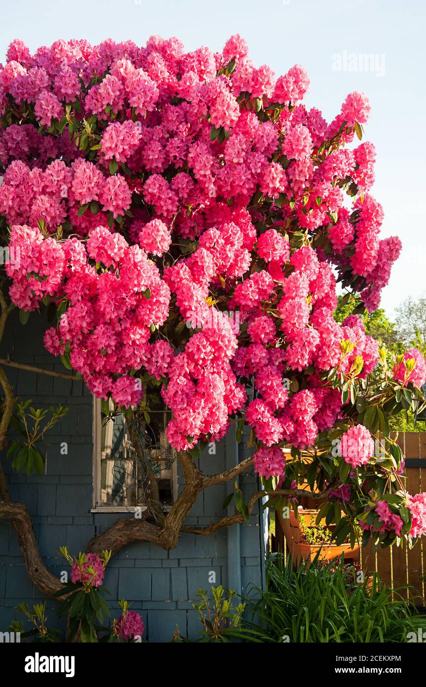 where to plant a rhododendron Pacific Rhododendron (Rhododendron macrophyllum) – Sparrowhawk Native Plants