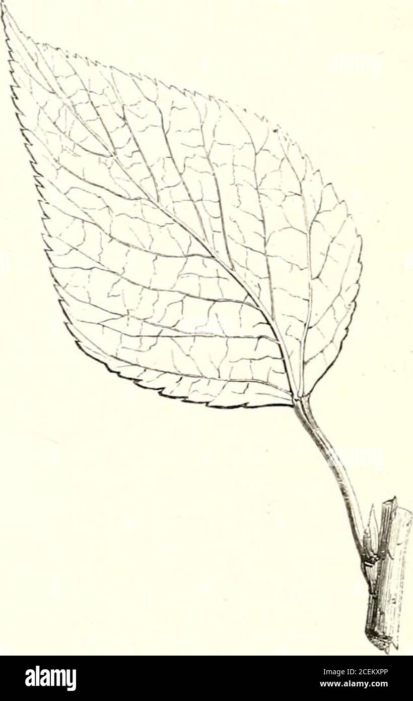 . A history of British forest-trees, indigenous and introduced ...