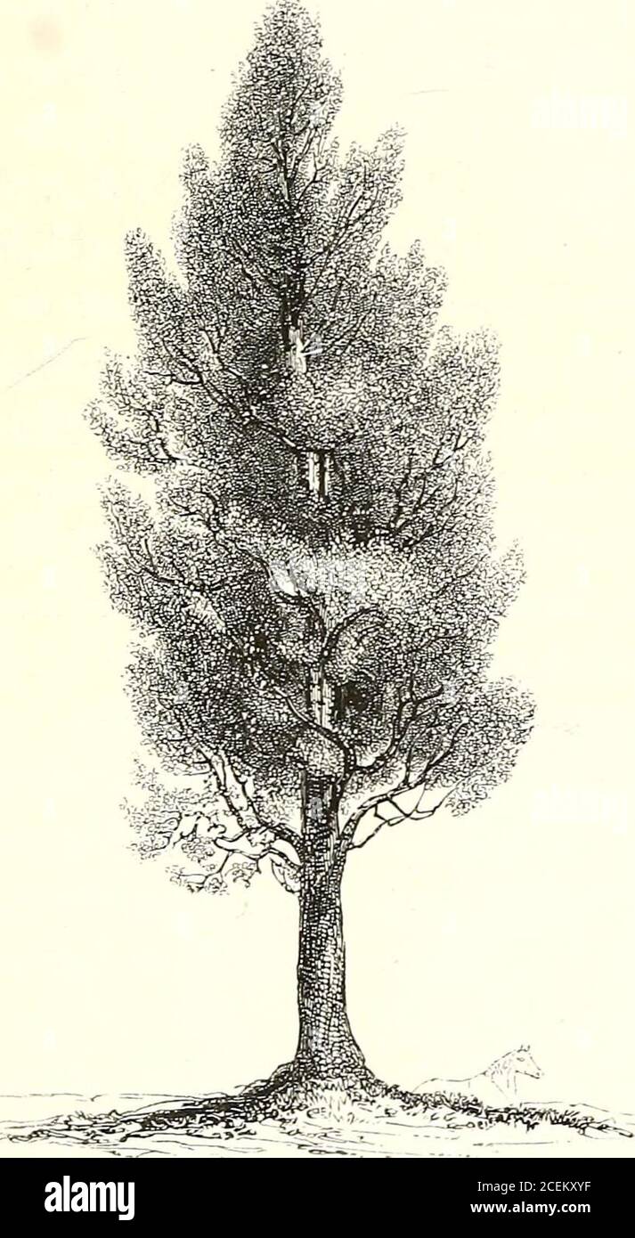 . A history of British forest-trees, indigenous and introduced. Populus balsamifera. Linn.BALSAM POPLAR, or TACAMAHAC. Populus balsamifera, Linn. syst. 45. Aitons Hort. Kew. ed. n. p. 397.Michaux, Arb. N. Amcr. ii. p. 237.Loudons Arb. Brit, part m. ch. ciii. p. 1673. The early period at which it bursts into leaf, cheeringthe eye with the first green tint of spring, and the finebalsamic odour emitted by the buds and tender leaves, BALSAM POPLAR, OR TACAMAHAC. 211. are the chief recommendations of the Taeamahac, forunless planted in a sheltered situation and a rich soilit seldom attains to more Stock Photo
