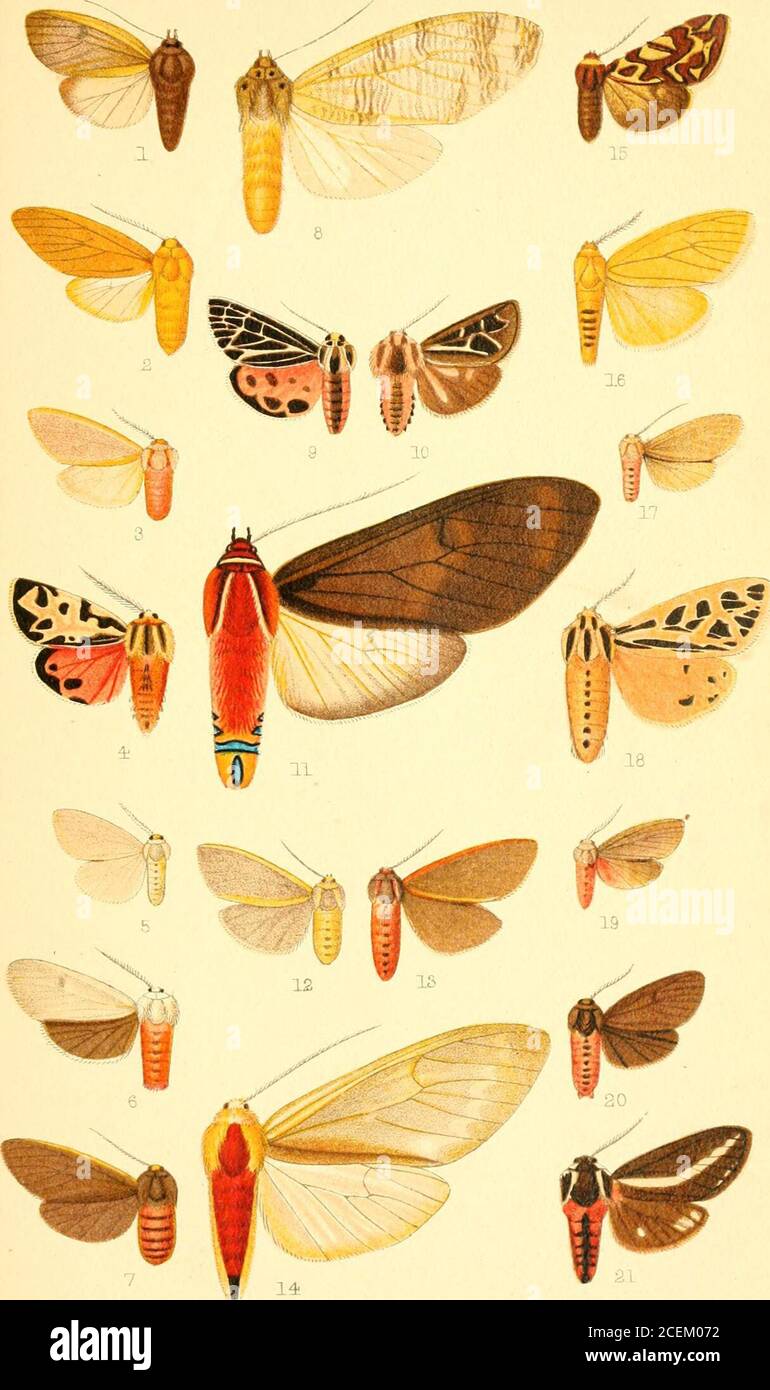 . Catalogue of the Lepidoptera Phalænæ in the British museum. Iavicosta, c? . 2. Idalus venata, J . 3. Pygarctla vivida, d. 4. Apantesis favorita, (^ , 5. Eucluetespndens, J. 6. „ holferi, 5. 7. ,, anfica, $. 8. Amastns jiohistrigata, 2 • 9. Apantesis ohliterata, S • 10. ,, viUiamsi, J. 11. Amastus episcotosia, S. 12. Pi/garctia ahdominalis, 5 • 13. „ spraguei, cJ • 14. Amastus genoveva, S . 15. hyplioraia suhnehulosa, J • 16. Estigmene tenuistrigata, c? 17. Euchcetes murina, S • 18. Apantesis michaho, cJ . 19. Euclicetesperlevis, J. 20. „ ticpressa, cf • 21. ,, risoriia, (^. Vol. III. p. 509. Stock Photo