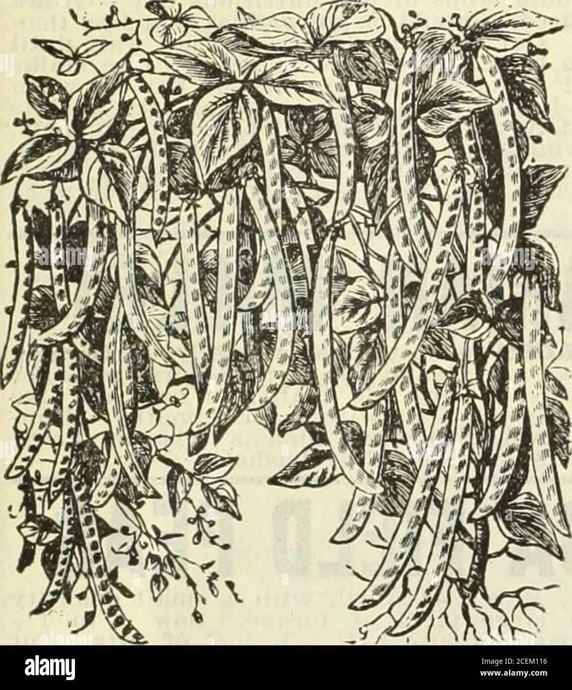 . 1916 Griffith and Turner Co. : farm and garden supplies. SHOUIiD BE SOWN IN THIS LATITUDE, NOT BErOBi: MAY 15th, ASTHE SEED WIIiIi NOT STAND COOIi, WET WEATHER. COW PEAS cow PEAS The great soil enricher. Makes poor land rich and good land better. Theyalso make good green forage for ensilage, and the best quality of Hay whencut and cured. Tlie sowing of COW FEAS is one of the cheapest as well as the best means ofimproving the soil. They can be turned down for green manuring, or, if allowedto ripen, cut Peas off and cure for hay; turn down roots, which will give asgood results as when whole pl Stock Photo