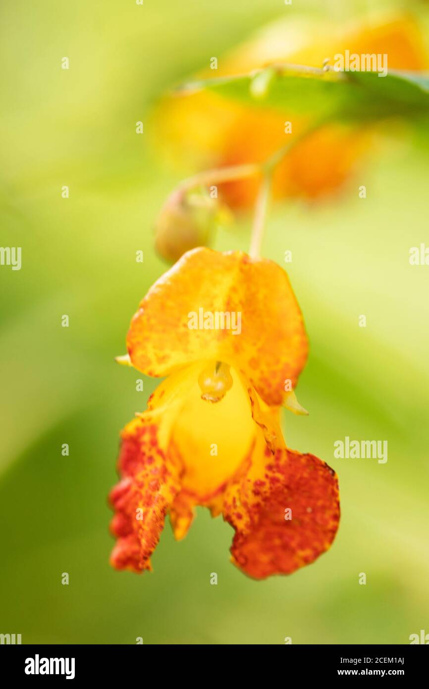 Common jewelweed (Impatiens capensis) also known as orange jewelweed, spotted jewelweed, spotted touch-me-not, or orange balsam, in Massachusetts. Stock Photo
