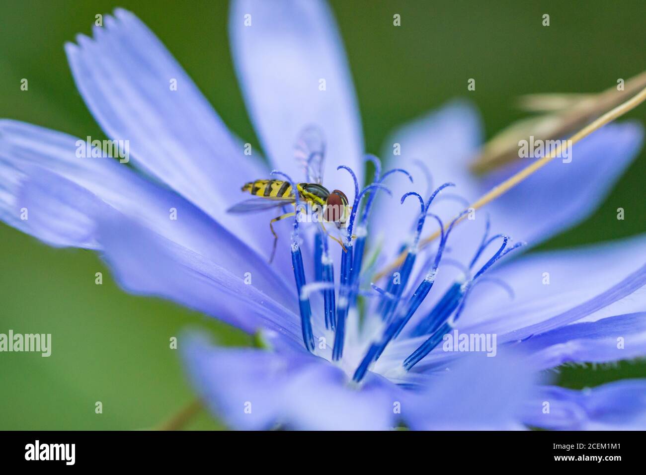 Eastern Calligrapher Fly on Chicory Flowers Stock Photo