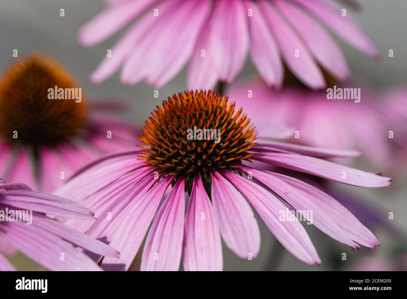 Purple flowers summer hi-res stock photography and images - Alamy