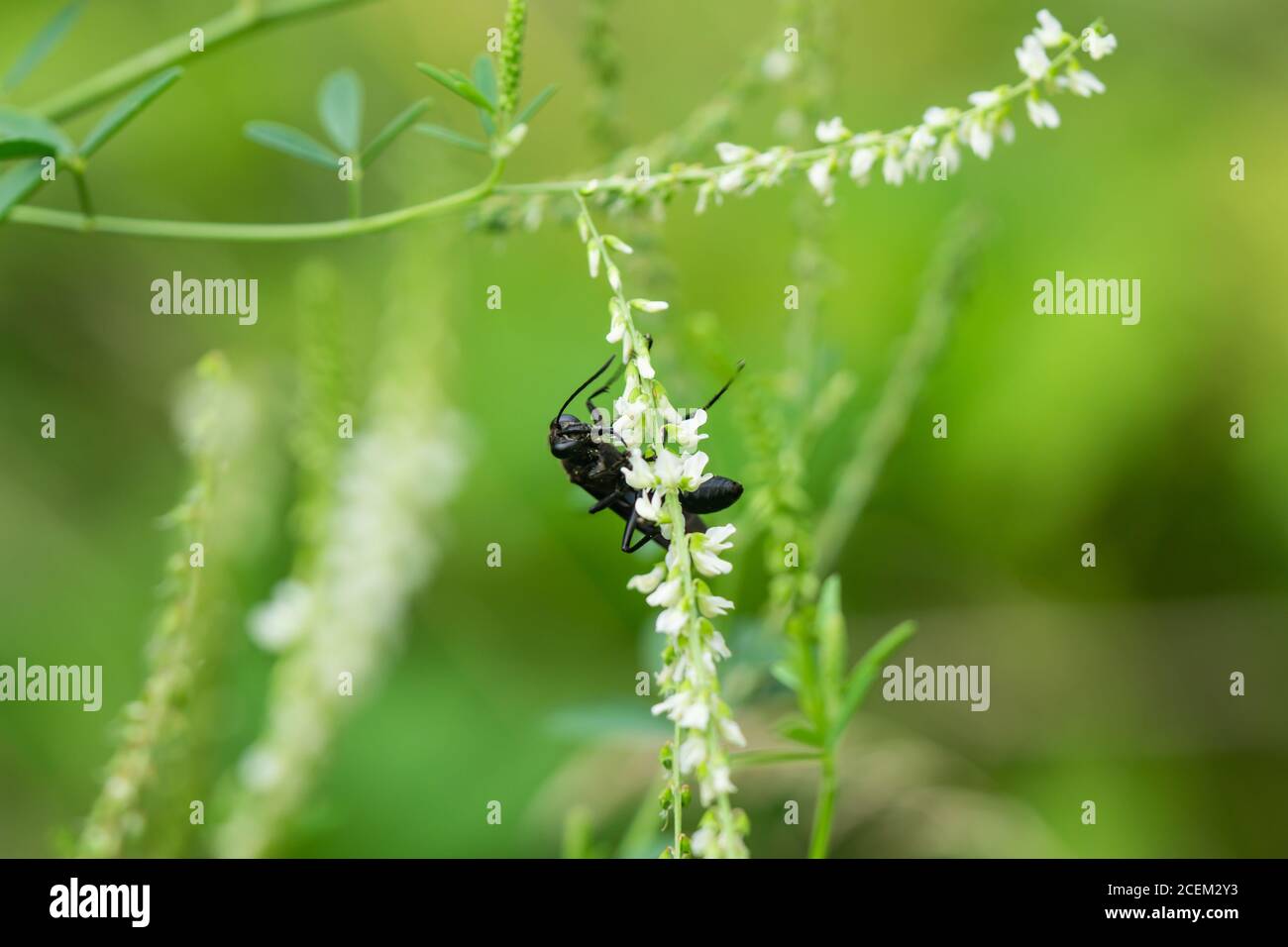 Great Black Digger Wasp on White Sweet Clover Flowers Stock Photo - Alamy