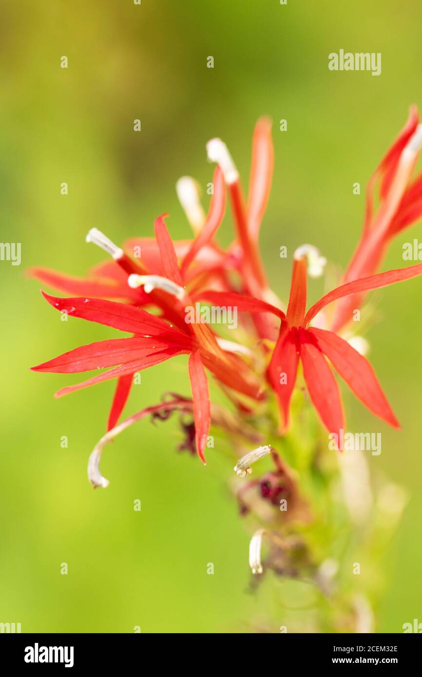 Cardinal flower (Lobelia cardinalis), a red bellflower in family Campanulaceae native to the Americas. Stock Photo
