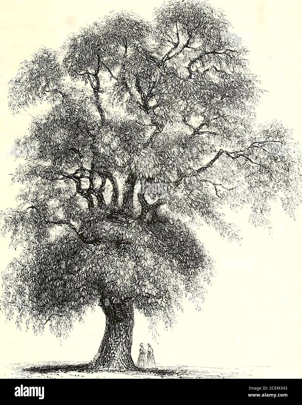 . A history of British forest-trees, indigenous and introduced. COMMON WALNUT. 139. Genus Juglans, Linn. Nat. Orel. Juglcmdacea. Juglans Regia, Linn.COMMON WALNUT. Linn. Si/st. MonoedaPolyandria. Juglans regia Linn. Hort. Cliff, p. 449.Will, sp. pi. iv. p. 455.Michaux, N. Amer. Syl. i. p. 143.Loudons Arb. Brit. ch. cii. p. 1423. Nux juglans seu regia vulgaris. Bauh Pin. 417. 140 JUGLANDACE.E. Previous to the introduction of the mahogany and otherbeautiful exotic woods, that of the Walnut was held inhigher estimation than an} other European tree, andsupplied their place in the manufacture of th Stock Photo