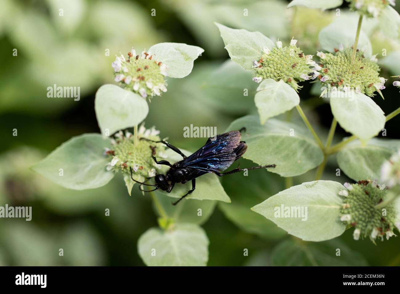Great black digger wasp (Sphex pensylvanicus) on clustered mountainmint (Pycnanthemum muticum) in Acton, Massachusetts, USA. Stock Photo