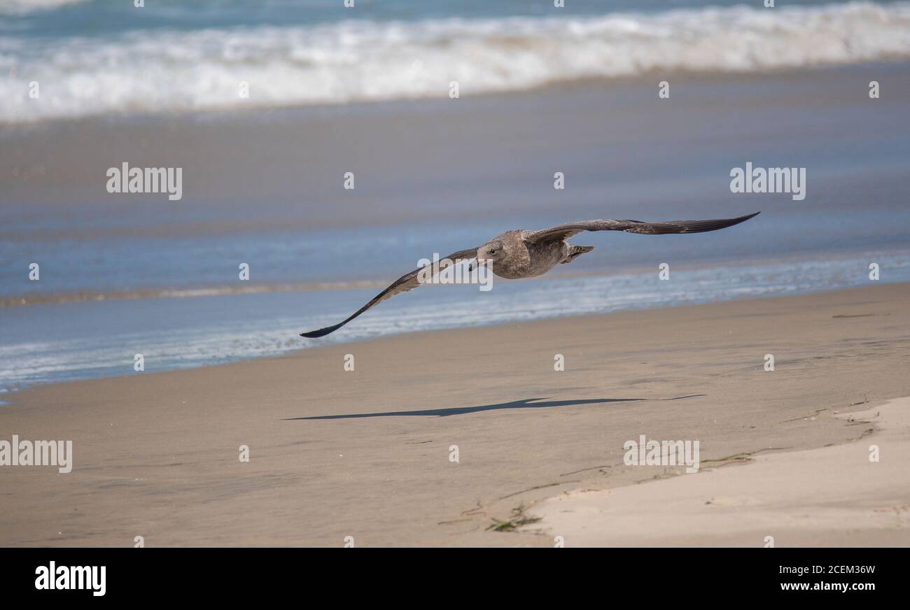 Pomarine Jaeger (Stercorarius pomarinus) flying over Pacific ocean shore  in Ensenada Mexico Stock Photo