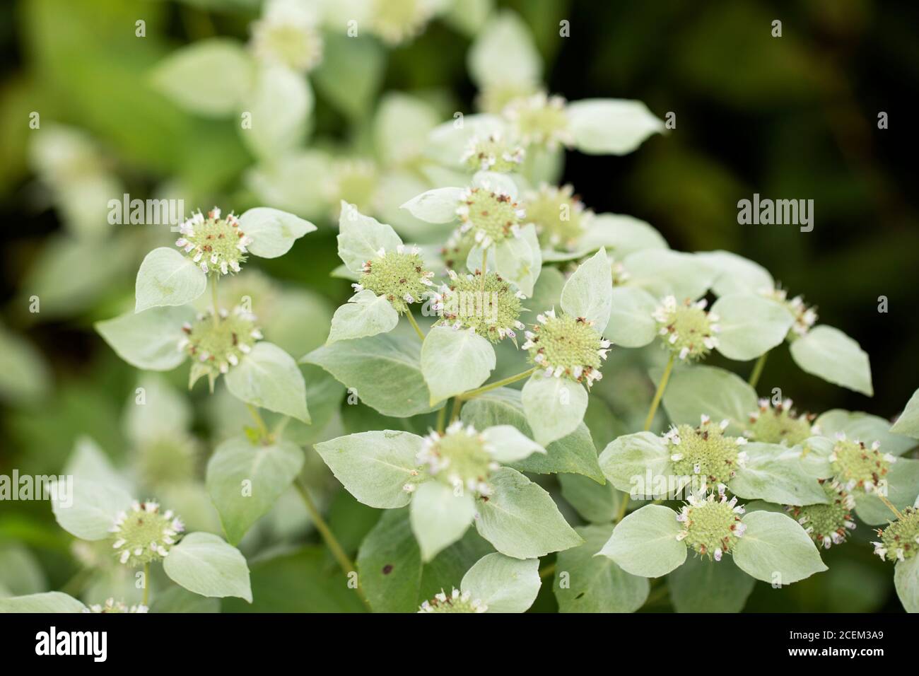 Clustered mountainmint (Pycnanthemum muticum) also known as short-toothed mountain mint, in family Lamiaceae, growing in Acton, Massachusetts, USA. Stock Photo