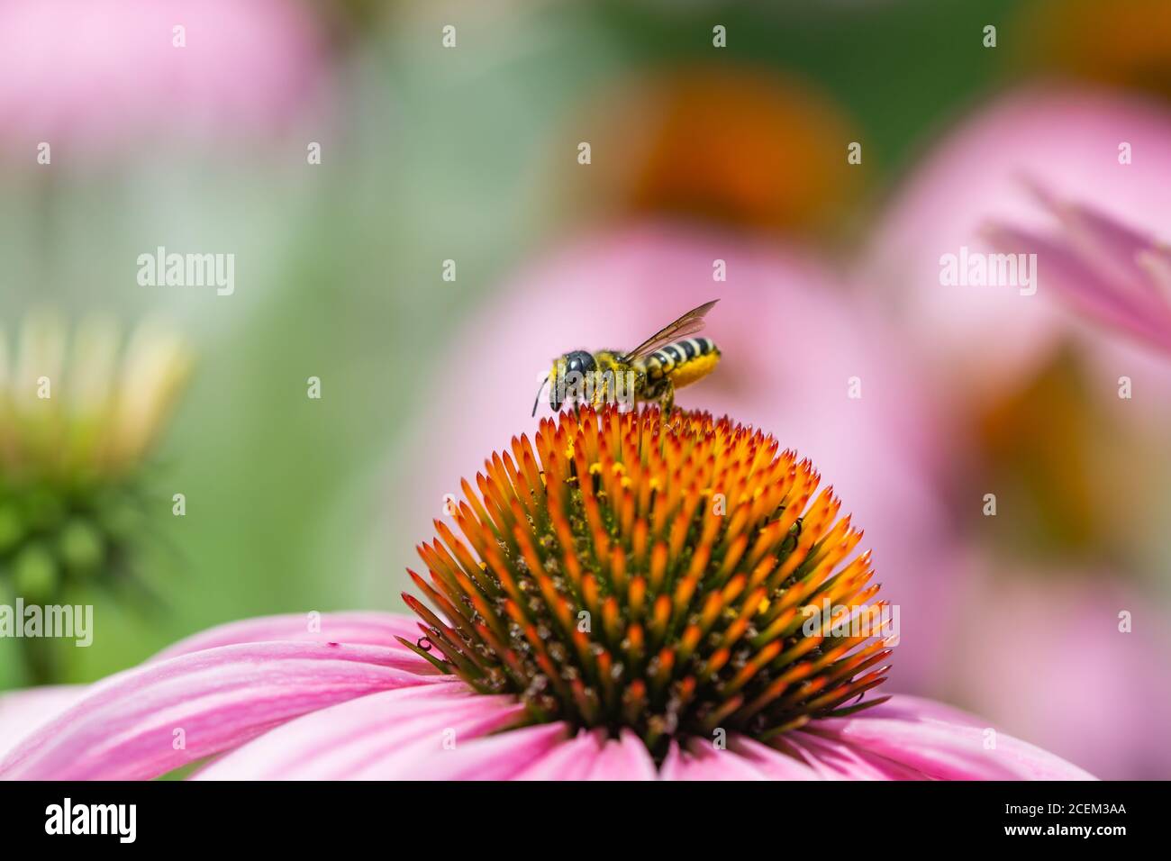 Leafcutter Bee on Echinacea Flowers Stock Photo Alamy