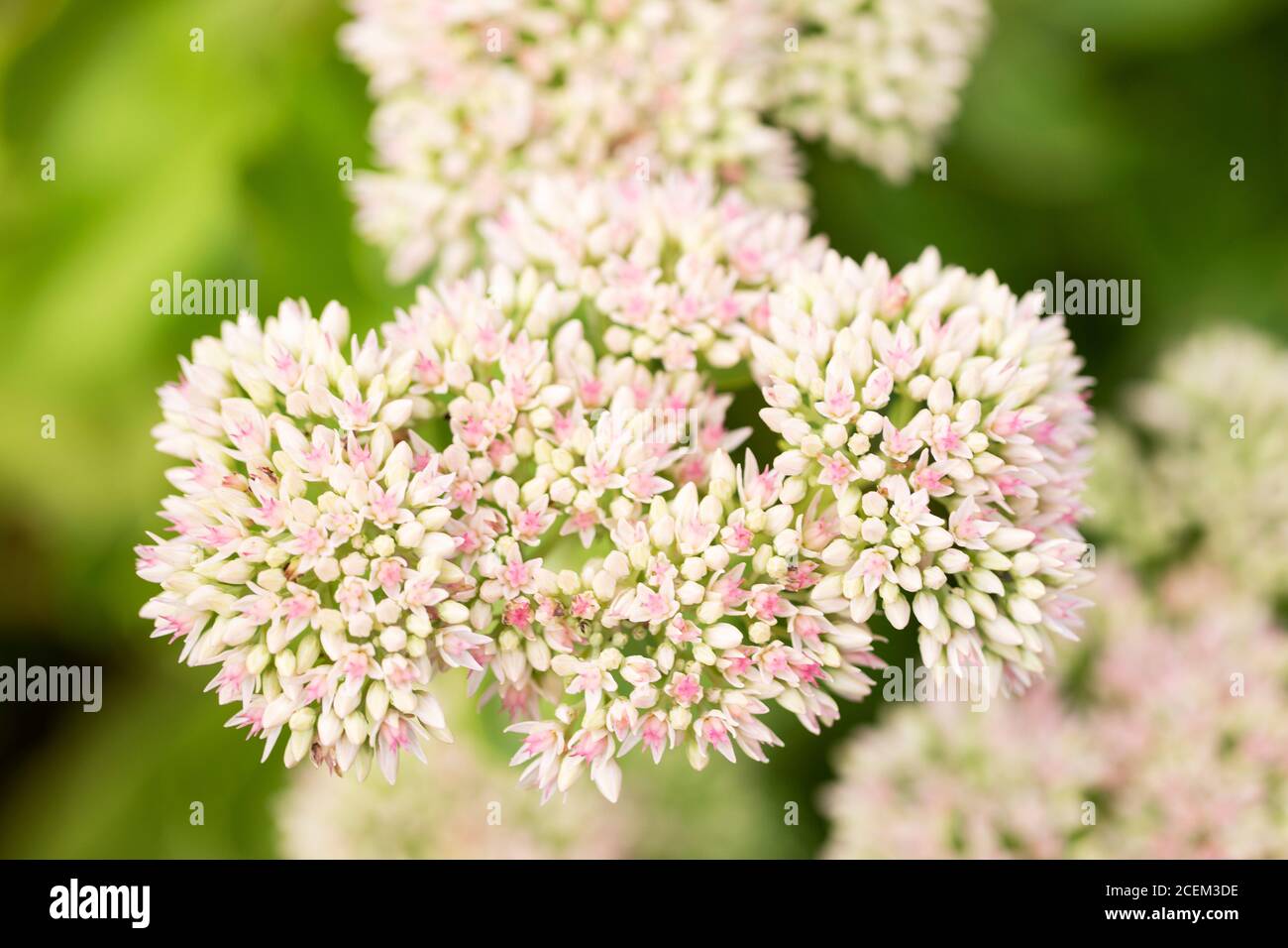 Orpine (Sedum telephium) also known as livelong, harping johnny, live-forever, or orphan john, a succulent perennial in family Crassulaceae. Stock Photo