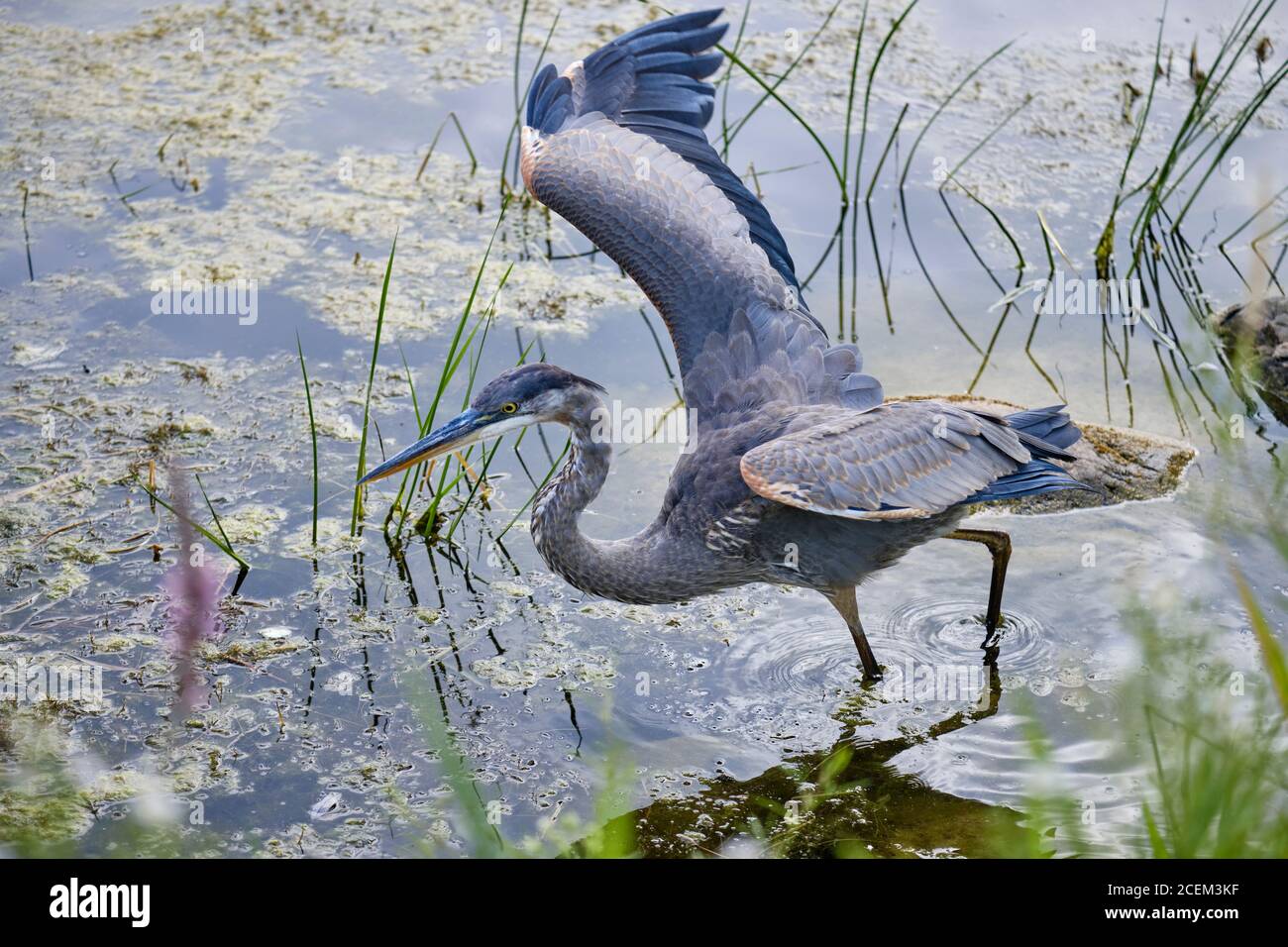 A Great Blue Heron (Ardea herodias) in shalllow pond water, wings spread ready to fly Stock Photo