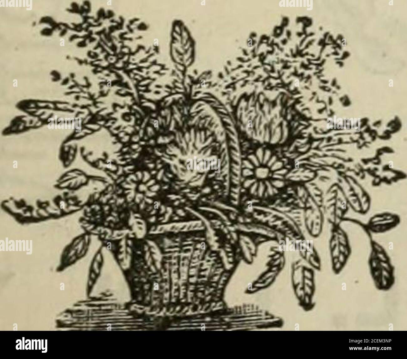 . The Gardener's monthly and horticulturist. ba, &c. LYCASTE SKINNERII-A grand winter-floweringOrchid. ODONTOCLOSSUMS-Grande, Bictonlaensis, &e.PH^LANOPSIS—Amabilis, Schilleriana, &c.SACCOLABIUM—Blumei majus, Guttatum, Ainpula- ceum, Violaceura, Curvifolium, &c.CCELOCYNES ; Tricopilias; Vandas; Masdevallia; Bar- keria; Calantha ; Chysis; Coryanthes; Phajus ; Stan- hopea ; Sobralia ; &c.All are offered much lower than can be purchased In Europe.a&- CATALOGUES ON APPLICATION.-^l t.J18 JOHN SAUL, WASHINGTON, D. C. BPIEWDID AND WONDERFtTl VARIETY OPORNAMENTAL i GRASSES EVERLASTING FLOWERS AND IMMO Stock Photo