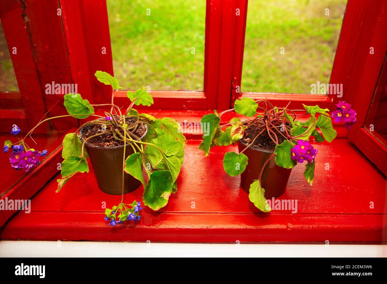 Geranium on the windowsill . Room flowers on the window Stock Photo - Alamy