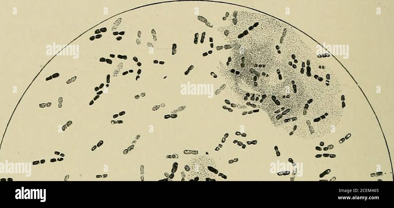 Diplobacillus hi-res stock photography and images - Alamy