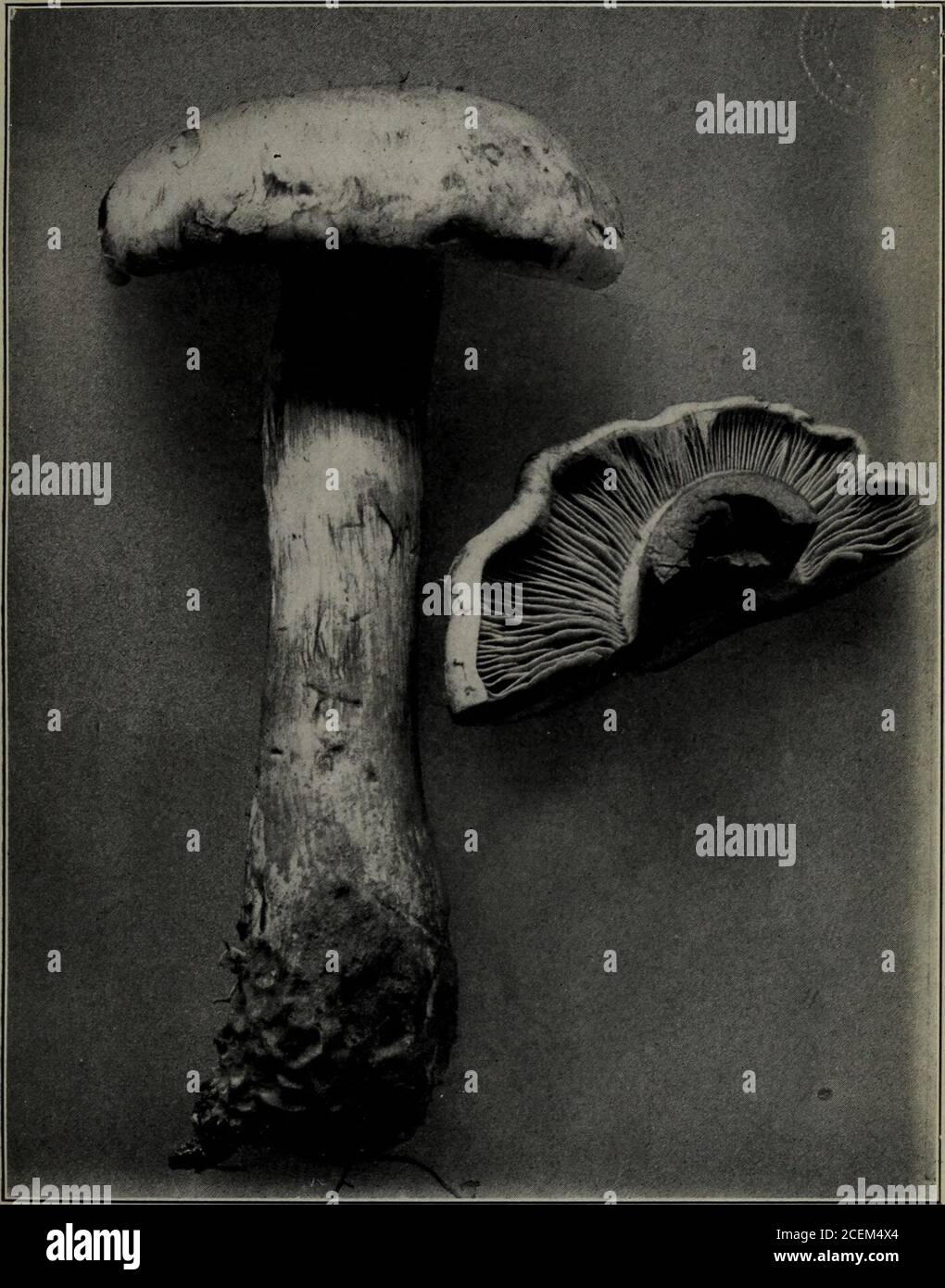 . Second report on the Hymeniales of Connecticut. even in the center, wrinkled in pits at the sides P. caperata Cap less than 2 inches broad; surface torn into minute scales, dry; flesh thin P. curvipes Cap more than 2 inches broad ; flesh thick 3 Cap viscid 4 Cap not viscid, yellow-red, with darker, revolute scales P. squarrosa Cap and stem densely covered with thick, dark brownscales P. squarrosoides Cap and stem less densely covered with thin, red-yellow scales P adiposa INOCYBE Fr. Cap floccose, scaly; stem scaly /. lanuginosa Cap covered with silky fibers 1 Stem smooth; cap longitudinally Stock Photo