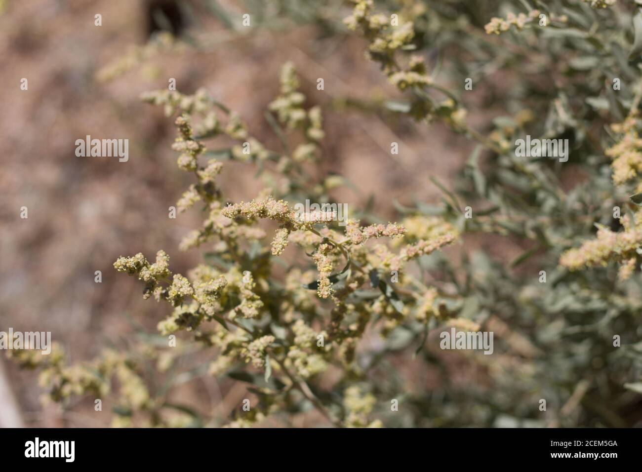 Yellow inflorescences, Allscale Saltbush, Atriplex Polycarpa, Amaranthaceae, native perennial, Joshua Tree National Park, Southern Mojave Desert. Stock Photo