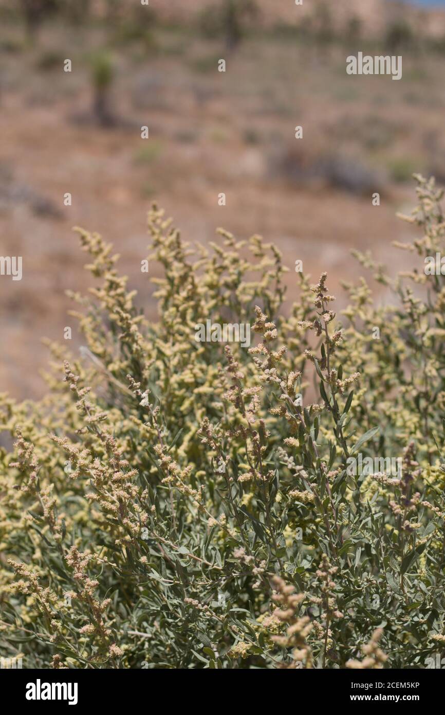 Yellow inflorescences, Allscale Saltbush, Atriplex Polycarpa, Amaranthaceae, native perennial, Joshua Tree National Park, Southern Mojave Desert. Stock Photo