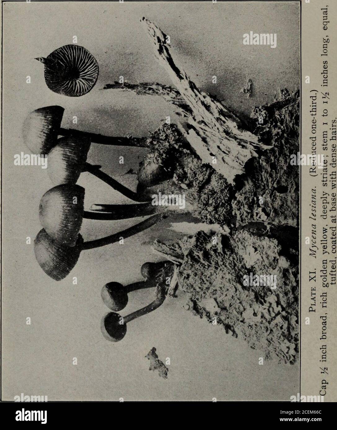 . Second report on the Hymeniales of Connecticut. Plate IX. Collybia zonata. (Natural size.)Cap )/2 inch toi]/z inches wide, dark brown, covered with dense fibrils, uneven,forming distinct zones, membranaceous ; stem even, to 2% inches long.. No. 15.] HYMEN I ALES OF CONNECTICUT. 15 7. Plants often growing on other fleshy fungi; stem with distinct tuber at base C. tuberosa Plants not growing on other fungi; stem without tubers 8 8. Stem grooved, striate with fibers 9 Stem not grooved 10 9. Stem even or narrowed towards the base; cap white, sometimes spotted with red C. maculata Stem narrowed t Stock Photo
