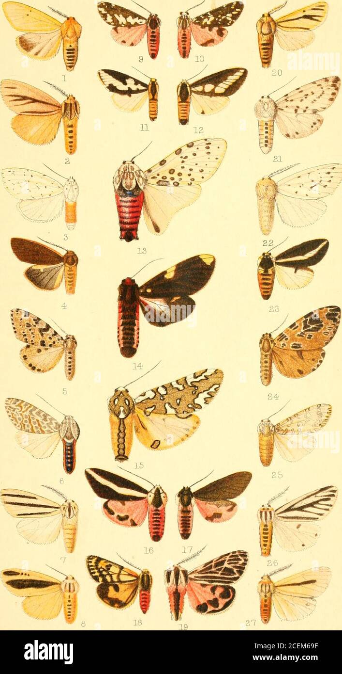 . Catalogue of the Lepidoptera Phalænæ in the British museum. cta, c? • 12. „ obliquifascla, (^. 13. Eepantheria nigriplaga, J . 14. Pfrimllia doJierti/i, d • 15. Arachnis zmii, d • 16. Esticimene ?perrotteti, J. 17. ,, nigricans, J. 18. ,, inierjixa, J • 19. Apantesis recfdinea, S . 20. Estigmene lemniscata, d . 21. „ prima, $. 22. „ antigone, ^ • 23. PericalUa integra, d . 24. „ sjostedti, 2 • 25. Arachnis albescens, J • 26. Estigmene quadriramosa, J 27. ., siiHidans, r? VoL III. p. 340.„ p. 342.„ p. 343.„ p. 359.„ p. 35L.„ p. 385.„ p. 343.„ p. 341. p. 347. p. 354. p. 358. p. 358.„ p. 308.„ Stock Photo
