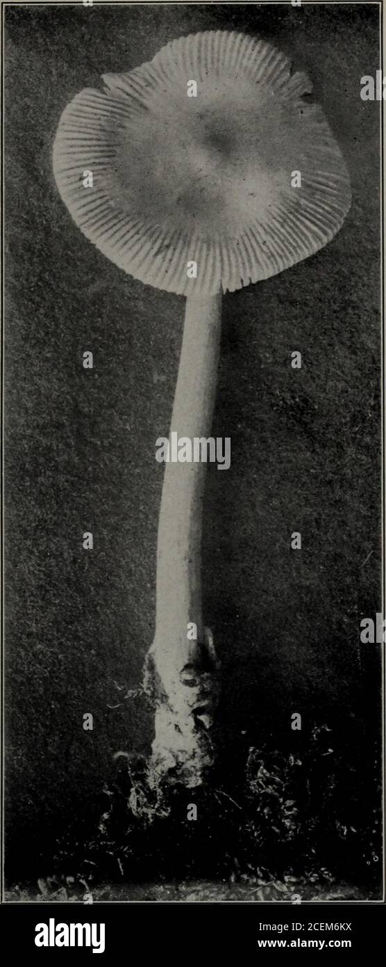 . Second report on the Hymeniales of Connecticut. 1. Plate II. Amanitopsis vaginata. (Natural size.) Cap thin, brown or nearly white, umbonate incenter; margins deeply striate ; stem 4 to 5 incheshigh, thicker at base ; volva distinct. Stock Photo