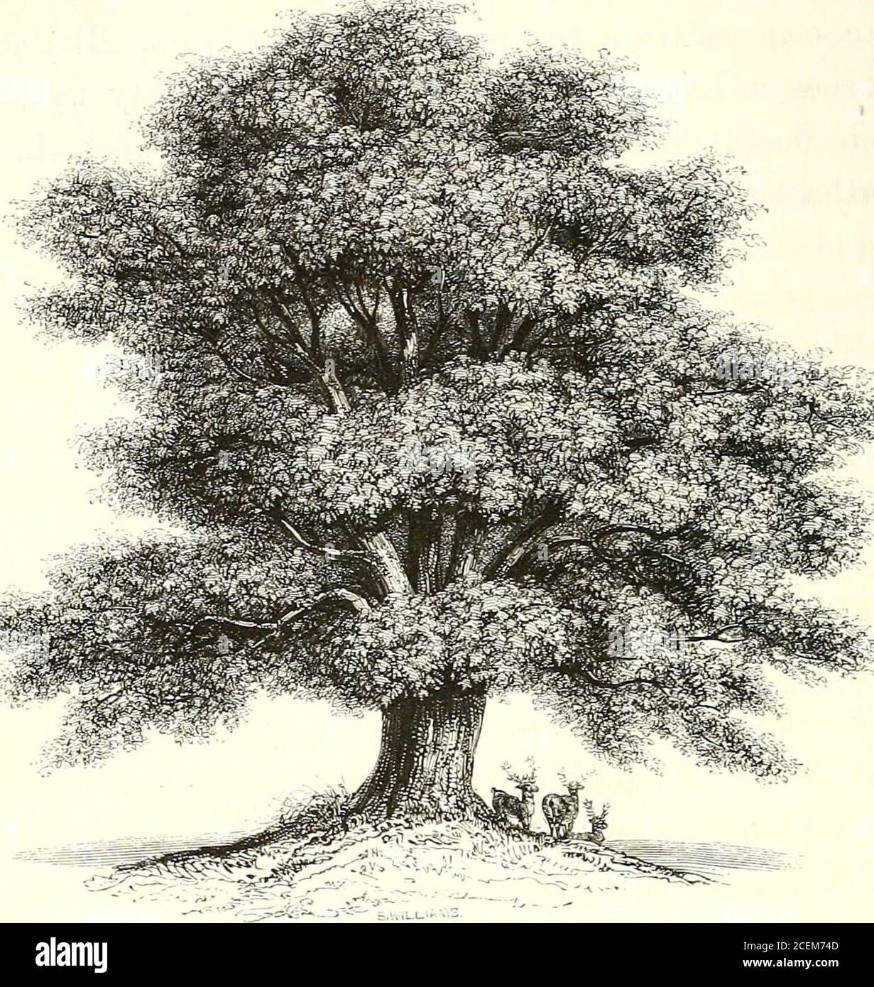 . A history of British forest-trees, indigenous and introduced. 14 ACER ACE Ai.. Nat. Orel. Acerdcea.. Linn. Syst. PolygamiaMonceckc. Acer pseudo-platanus. Linn.THE SYCAMORE, OR GREAT MAPLE. Acer pseuclo-jrfcdanus Linn. sp. pi. 1469.Dons Mill. i. 648.Smiths Eng. Flor. ii. 230.Loudons Arb. Brit. p. 413. Plane-tree. Scotland. The specific characters of this species may be stated as follows : leaves palmate,with five acuminated unequally serrated lobes. Racemes pendulous, rather com-pound, with the rachis and filaments of the stamens hairy; fruit or capsules smooth,with two, sometimes three, larg Stock Photo